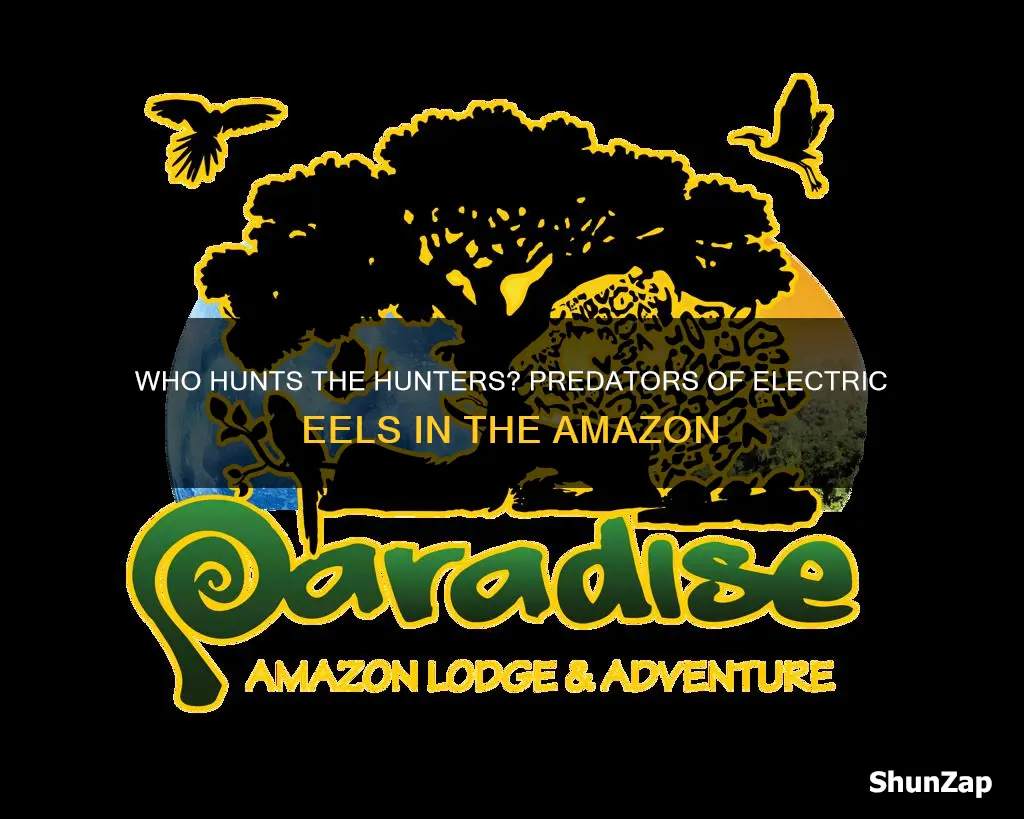 what eats electric eels in the amazon