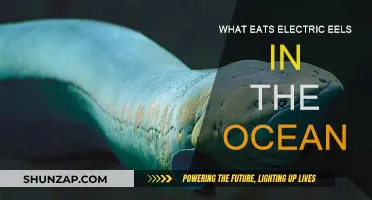 Ocean Predators: Who Eats the Electric Eel?