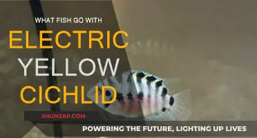 Tank Mates for Electric Yellow Cichlid