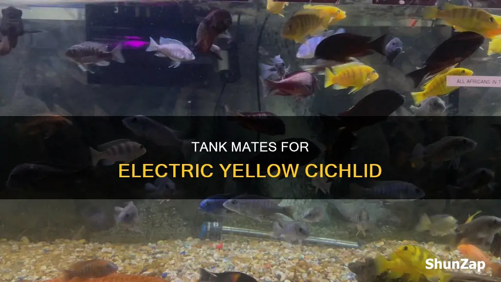 what fish go with electric yellow cichlid