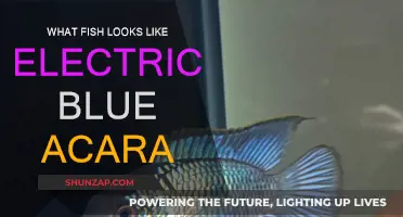 Striking Electric Blue Acara Look-Alikes