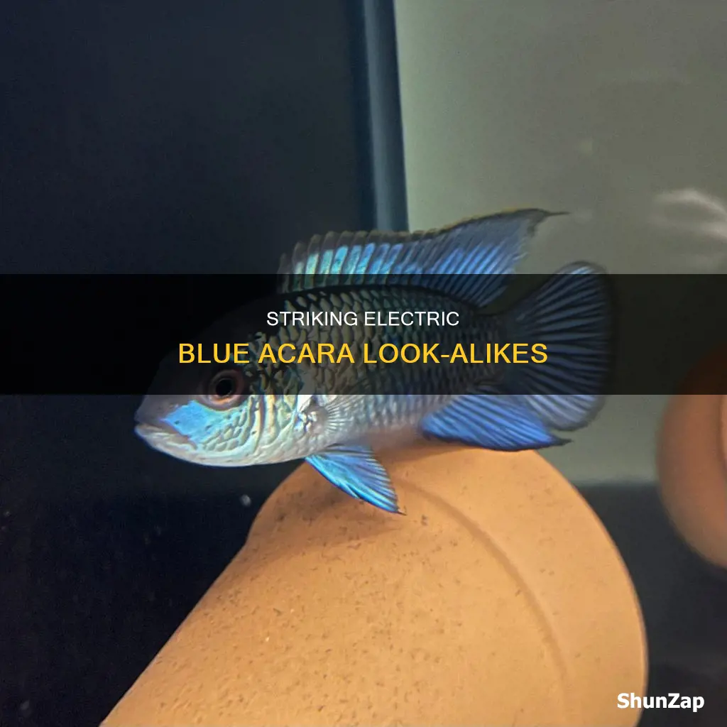 what fish looks like electric blue acara