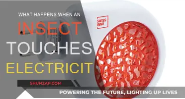Insects and Electricity: A Deadly Combination