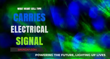 How Electrical Signals Move Through the Heart