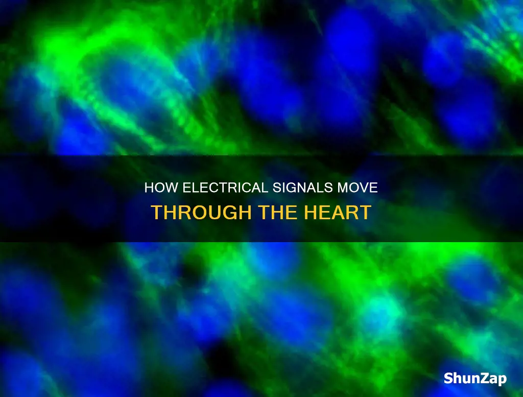 what heart cell type carries electrical signal