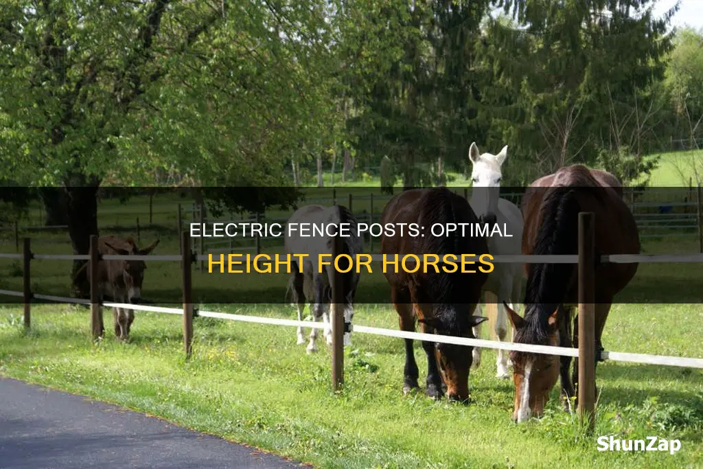 what height electric fence posts for horses