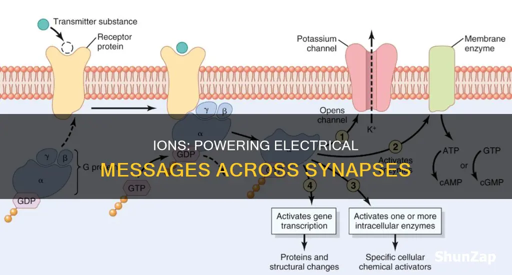 what ions regulated electrical messages across synapses