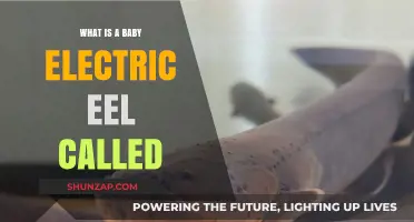 Electric Eel Offspring: What Are Baby Electric Eels Called?