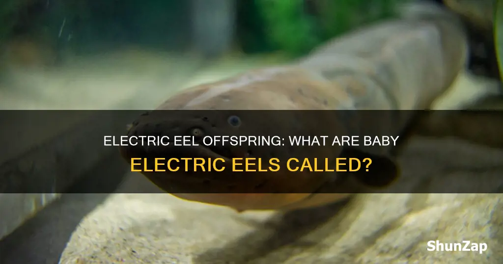 what is a baby electric eel called