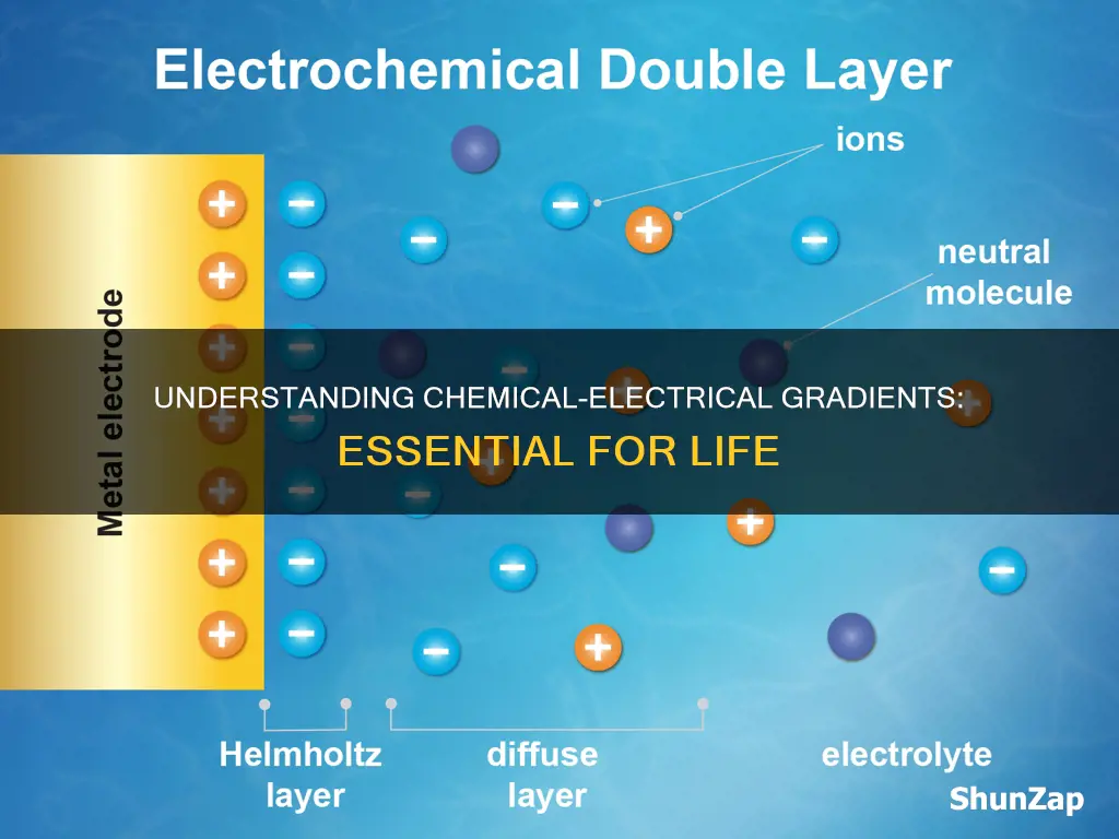 what is a chemical and electrical gradient