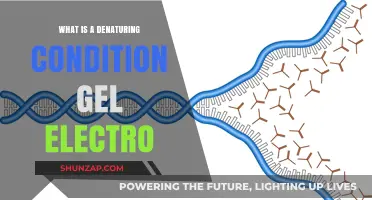 Gel Electrophoresis: Denaturing Conditions and Protein Analysis