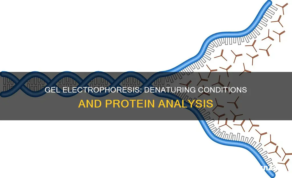 what is a denaturing condition gel electro