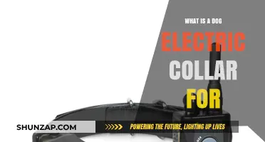 Electric Collars for Dogs: What's the Point?