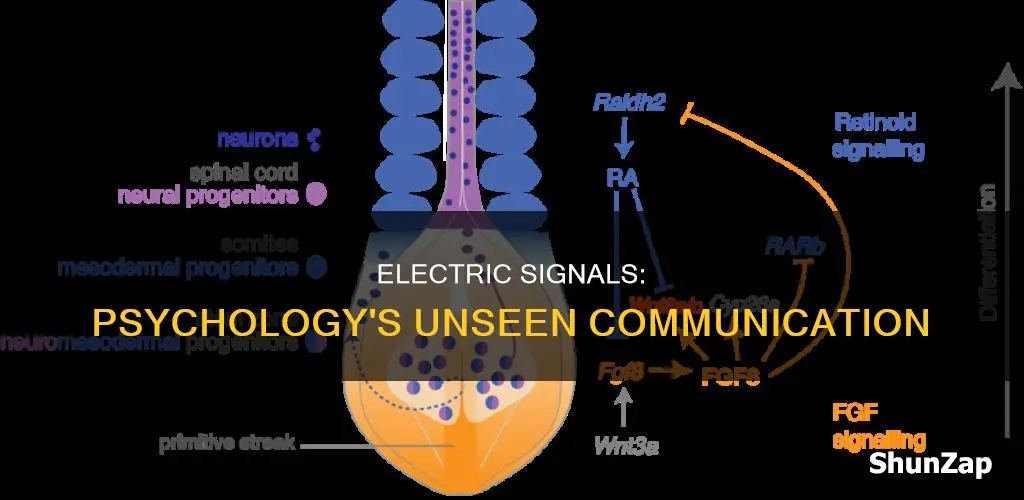 what is an electric signal in psychology