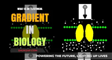 Understanding Electrical Gradients in Biology
