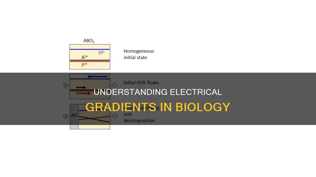 what is an electrical gradient in biology