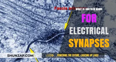Electrical Synapses: Gap Junctions and Their Unique Functions