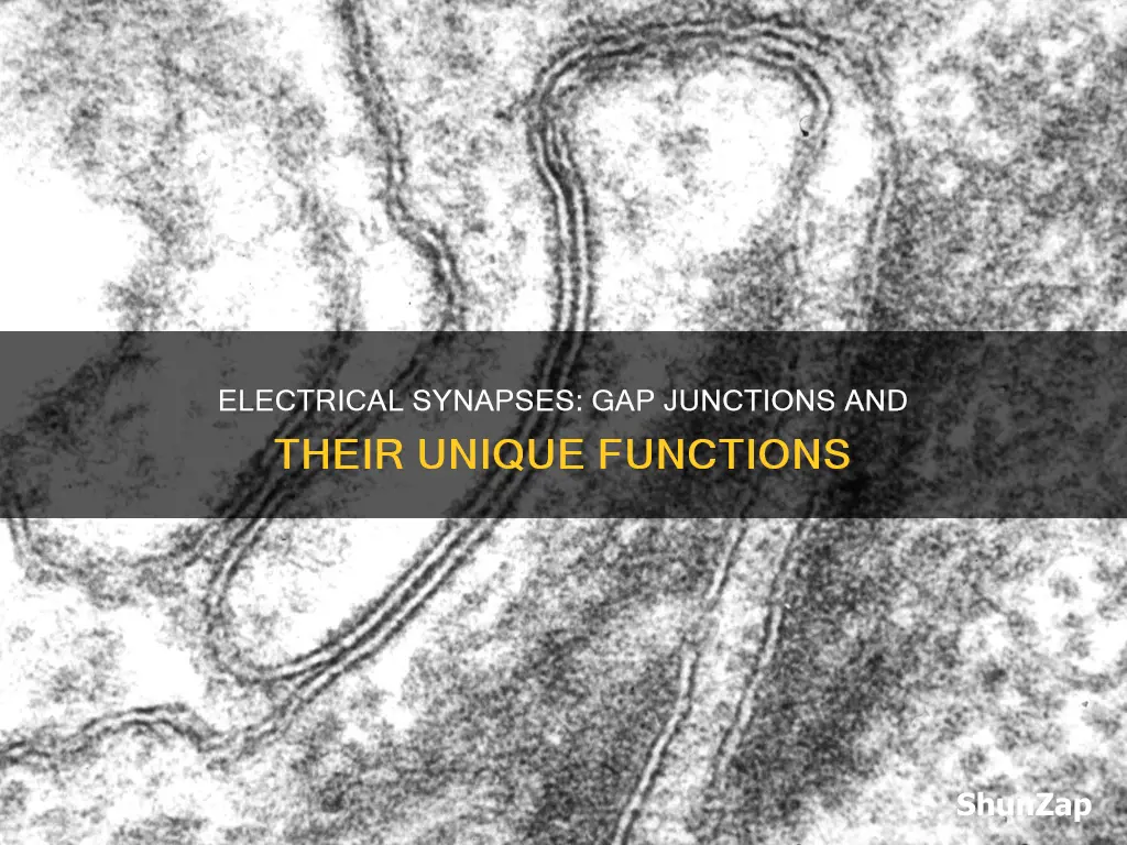 what is another name for electrical synapses