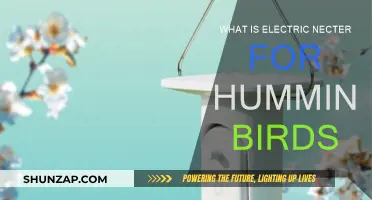 The Sweet Science of Hummingbird Electric Nectar