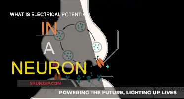 Electrical Potential in Neurons: Unlocking Brain Power