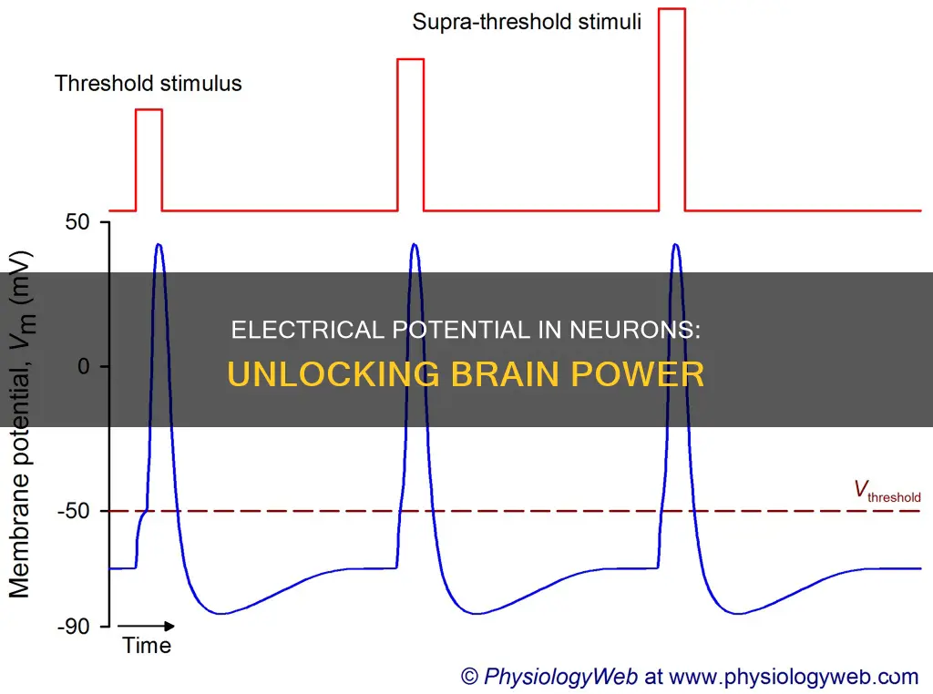 what is electrical potential in a neuron