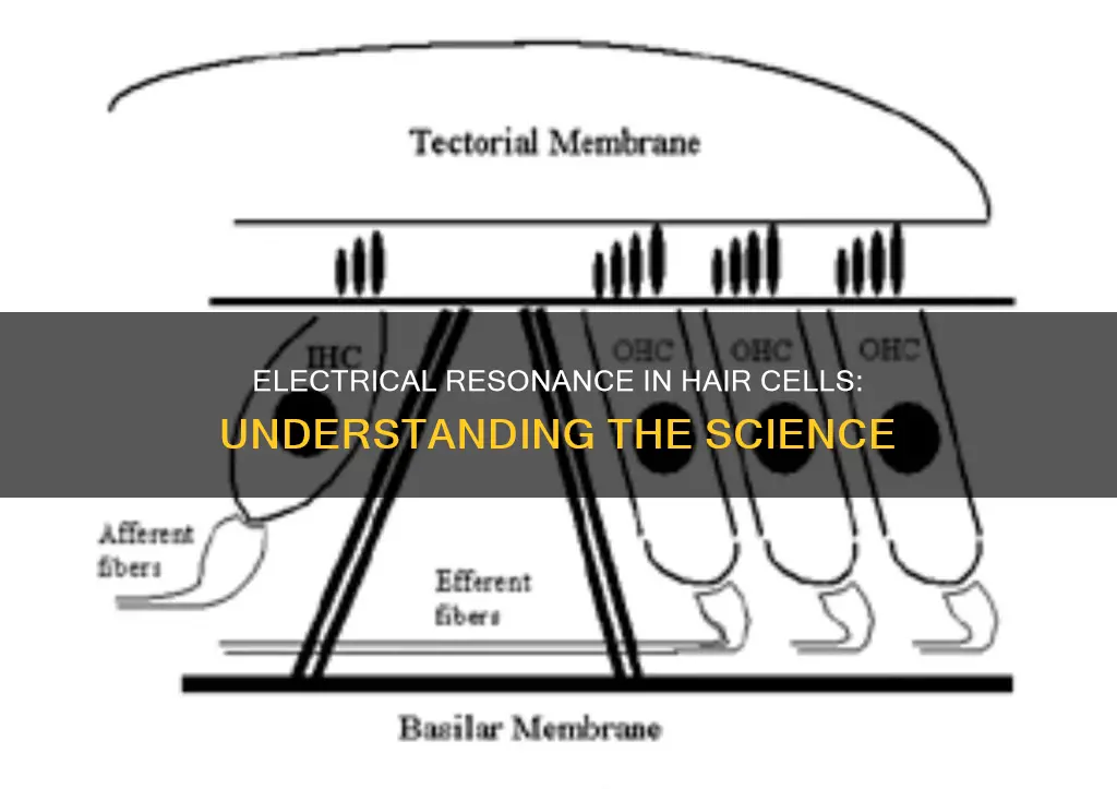 what is electrical resonance in hair cells