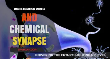 Understanding Electrical and Chemical Synapse Functionality