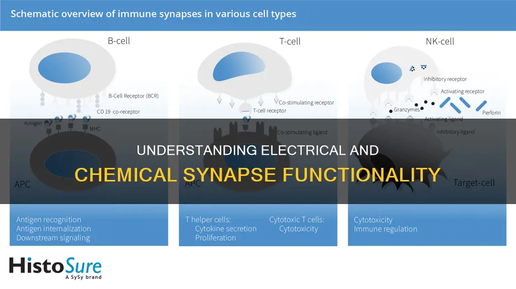 what is electrical synapse and chemical synapse