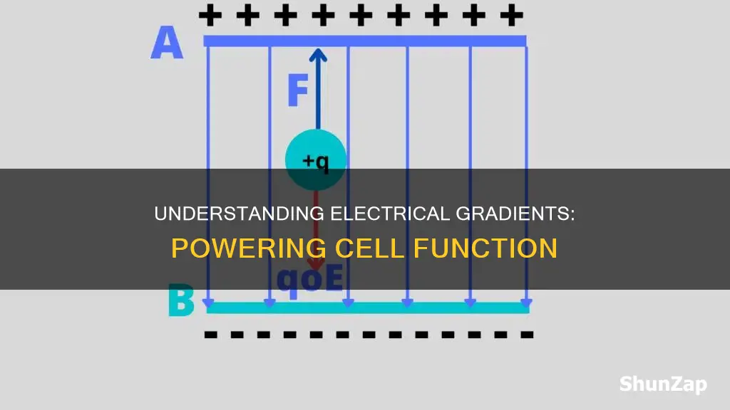 what is meant by an electrical gradient