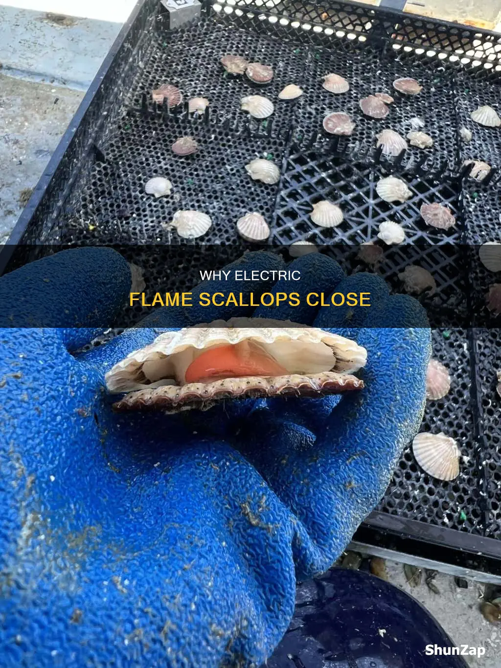 what is my electric flame scallop closed