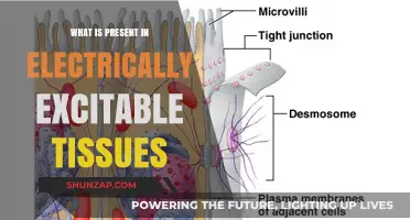 The Buzz on Electrically Excitable Tissues