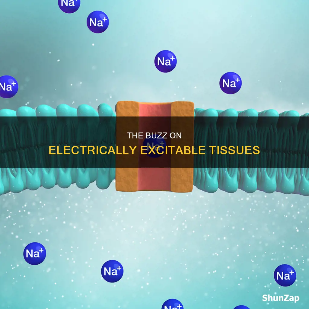 what is present in electrically excitable tissues