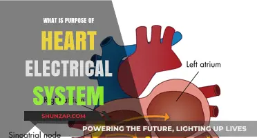 The Heart's Electrical System: Powering Every Beat