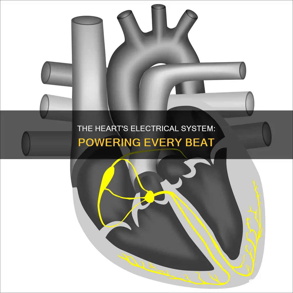 what is purpose of heart electrical system