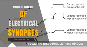 Electrical Synapses: Faster, Stronger Brain Connections