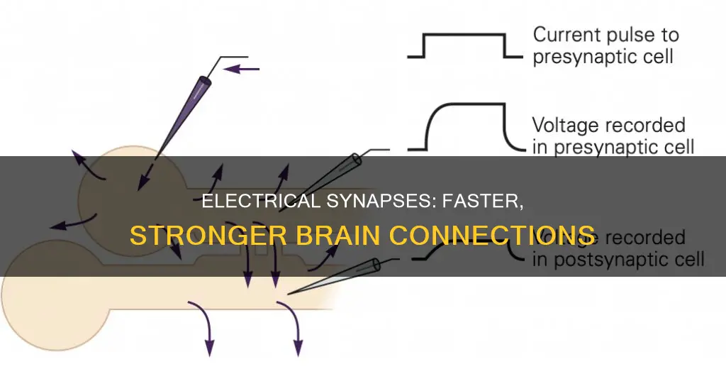 what is the advantage of electrical synapses