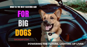 Top Electric Cars for Big Dogs: Spacious, Comfortable, and Pet-Friendly
