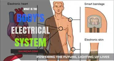 Body's Electrical System: Powering Vital Functions
