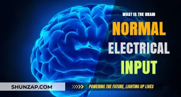 Electrical Brain: Understanding Normal Input