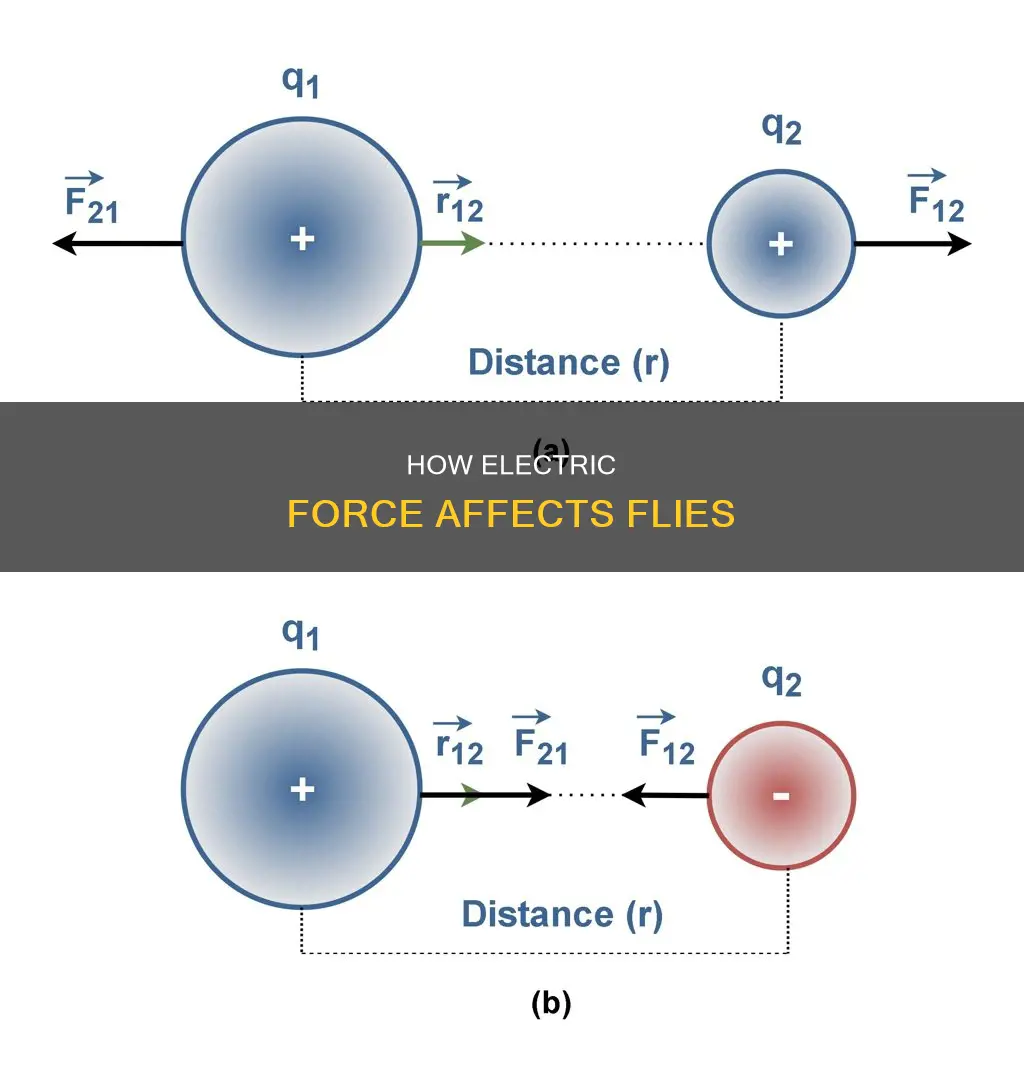 what is the electric force on thefly