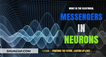 Electrical Messengers: Neurons' Intriguing Communication