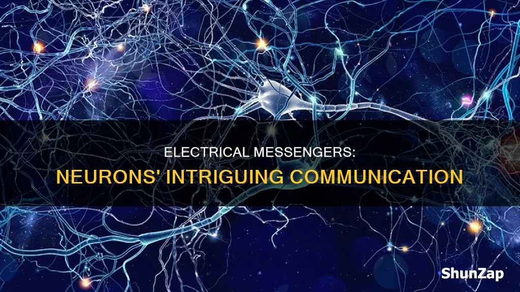 what is the electrical messengers in neurons