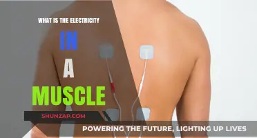 How Muscles Generate Electricity