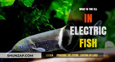 Electric Fish: Unlocking the Secrets of Their Electrifying Abilities