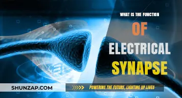 Electrical Synapses: Fast and Direct Communication