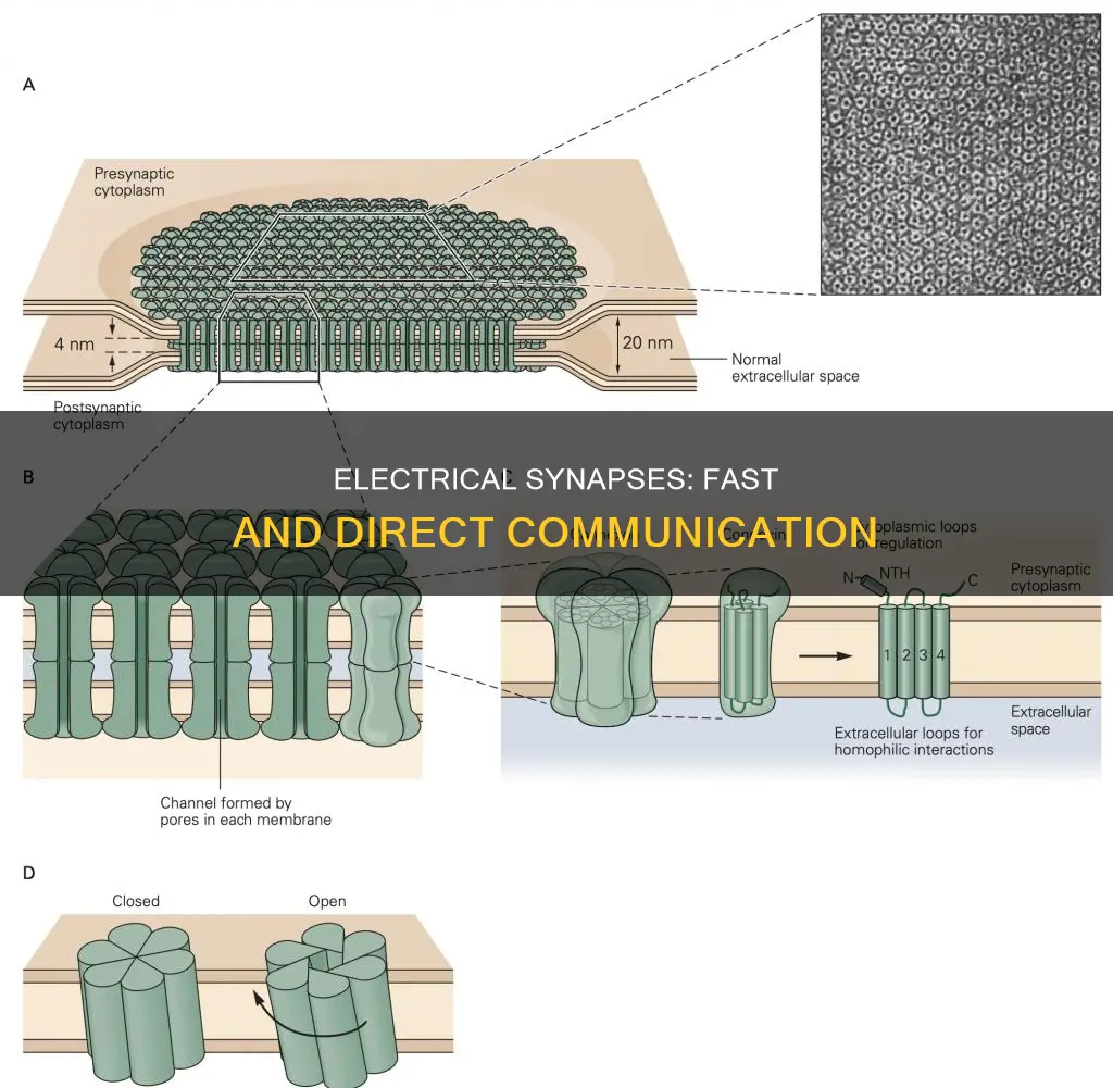 what is the function of electrical synapse