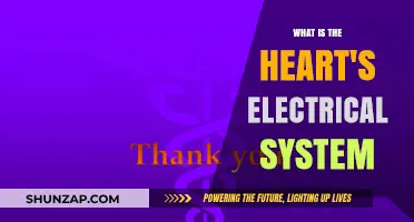 The Heart's Electrical System: Powering Every Beat