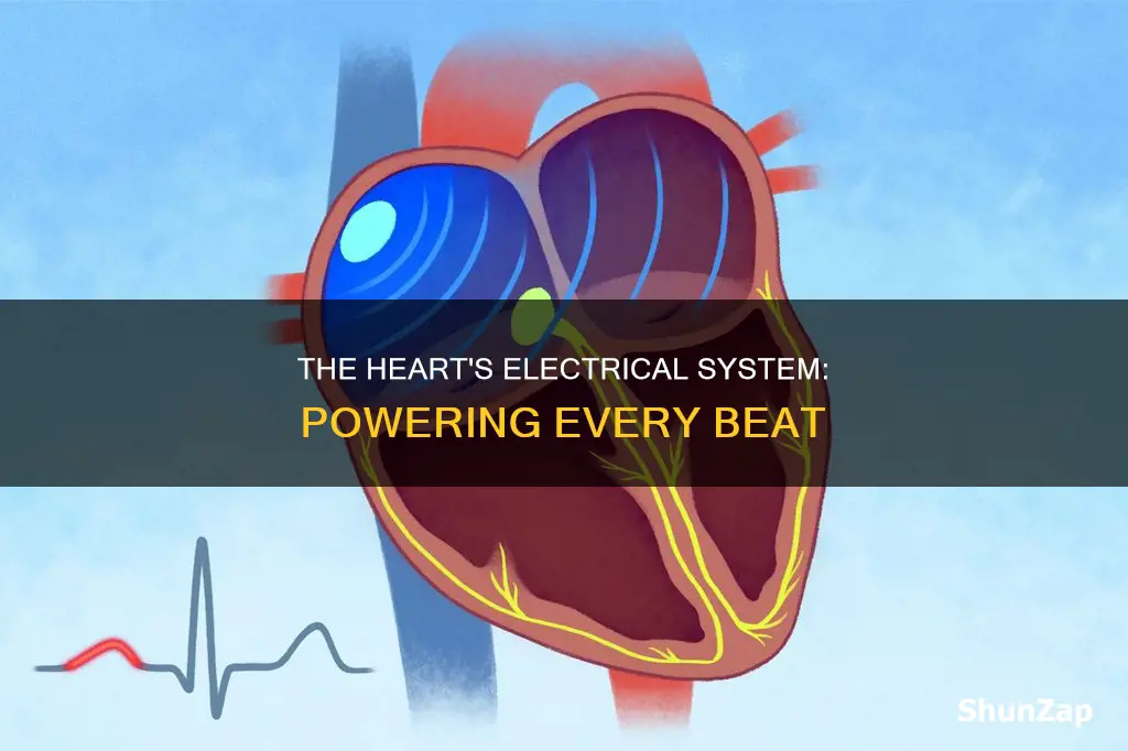what is the heart