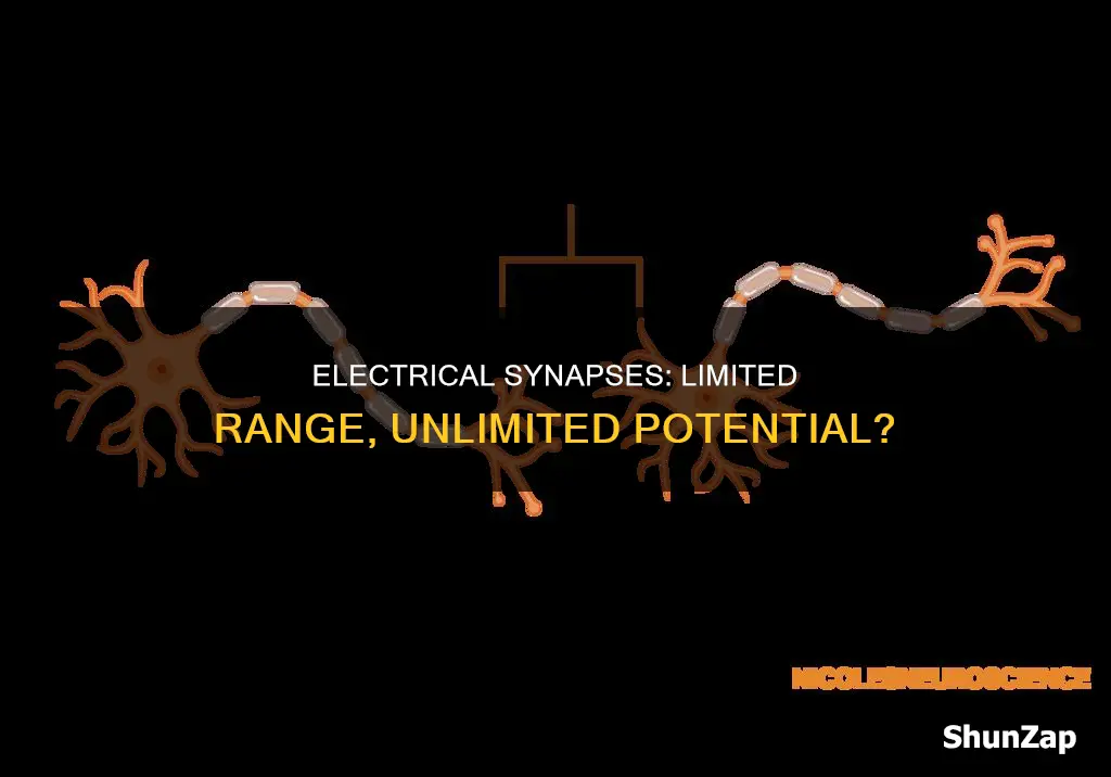 what is the limitation of electrical synapses