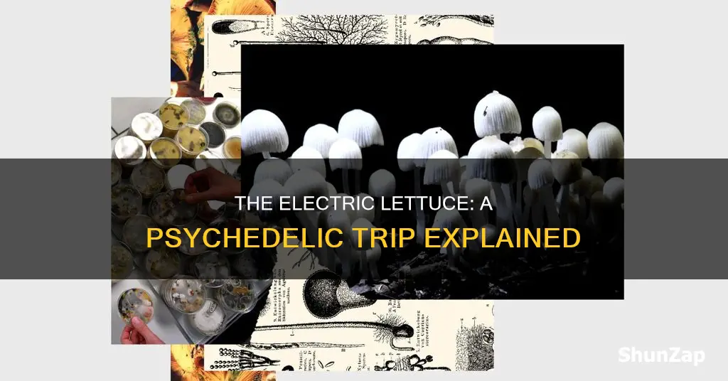 what is the meaning of electric lettuce